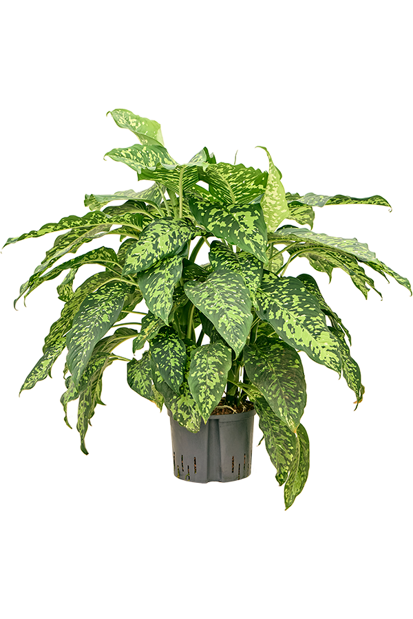 Hydroplant Dieffenbachia Spotty