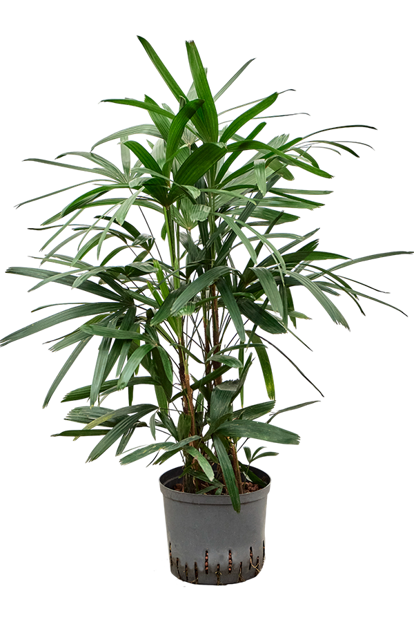 Hydroplant Rhapis Excelsa