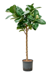 Hydroplant Ficus Elastica Cloe