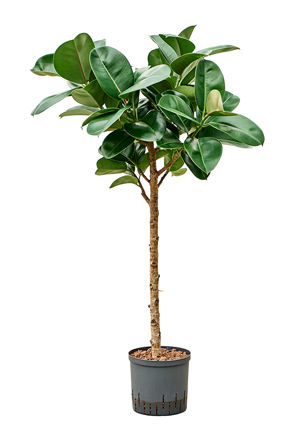 Hydroplant Ficus Elastica Cloe