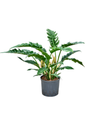 Hydroplant Philodendron Selloum Narrow