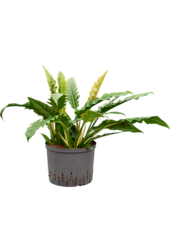 Hydroplant Philodendron Selloum Narrow