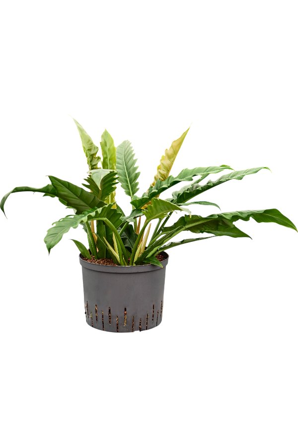 Hydroplant Philodendron Selloum Narrow