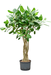 Hydroplant Ficus Benghalensis Audrey