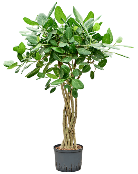Hydroplant Ficus