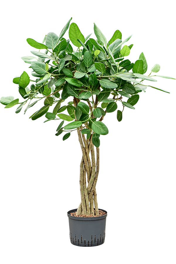 Hydroplant Ficus Benghalensis Audrey