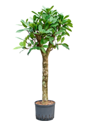 Hydroplant Ficus Cyathistipula