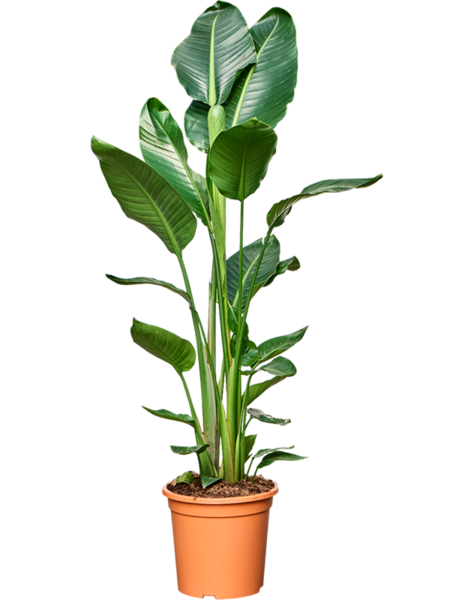 Strelitzia
