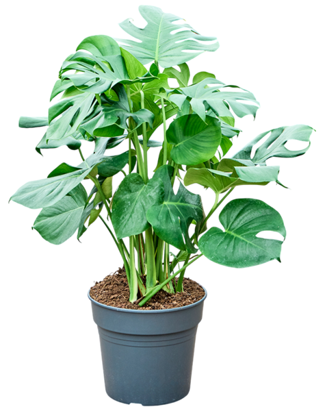 Monstera