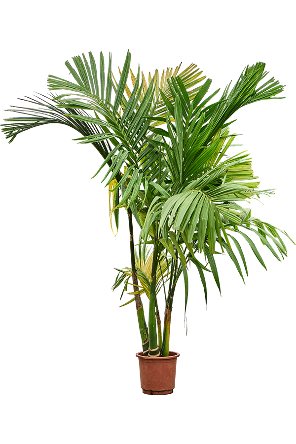 Areca Catechu
