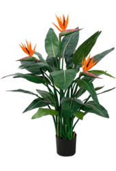 Strelitzia Nicolai
