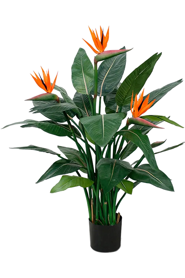 Strelitzia Nicolai
