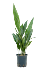 Hydroplant Aspidistra Elatior