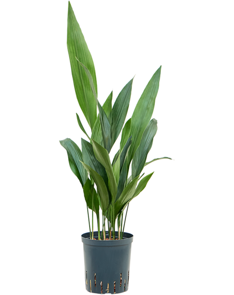 Hydroplant Aspidistra