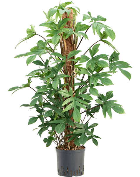 Hydroplant Philodendron