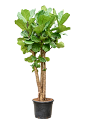 Ficus Lyrata (180-200)