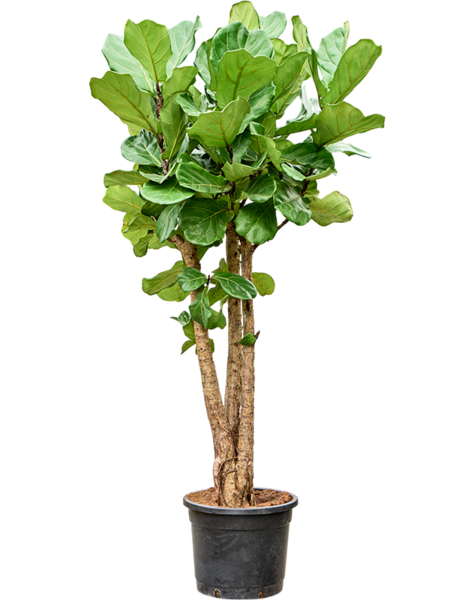 Ficus
