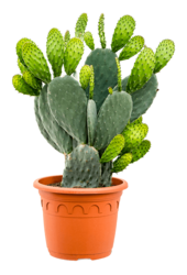 Opuntia Indica