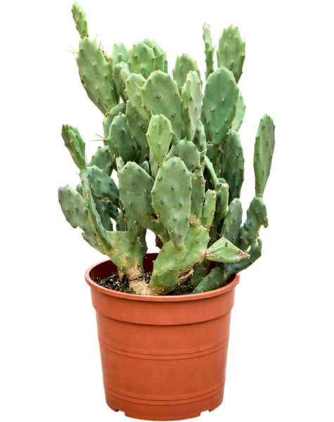 Opuntia