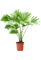 Livistona Rotundifolia