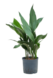 Hydroplant Aspidistra Elatior