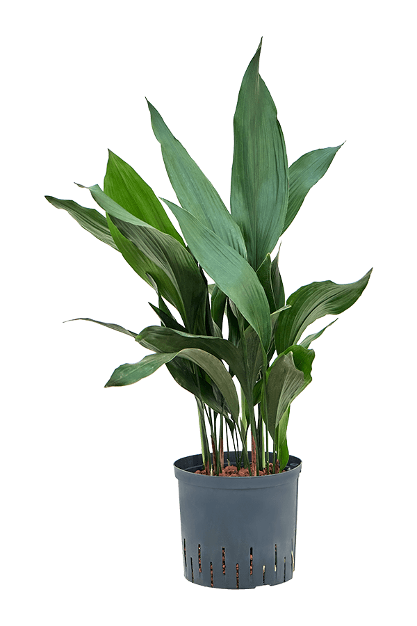 Hydroplant Aspidistra Elatior