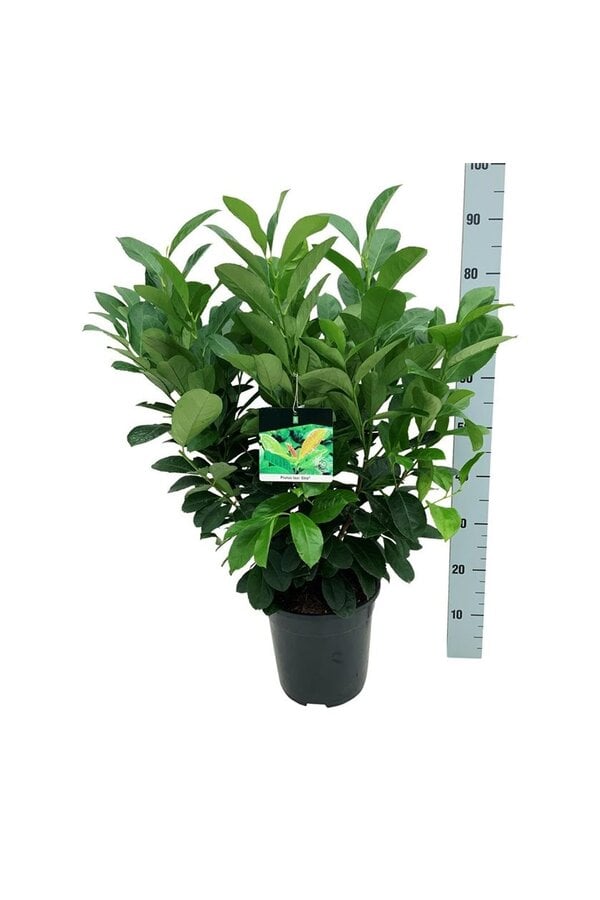 Portugese laurier Prunus Etna - sale
