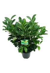Portugese laurier Prunus Etna - sale