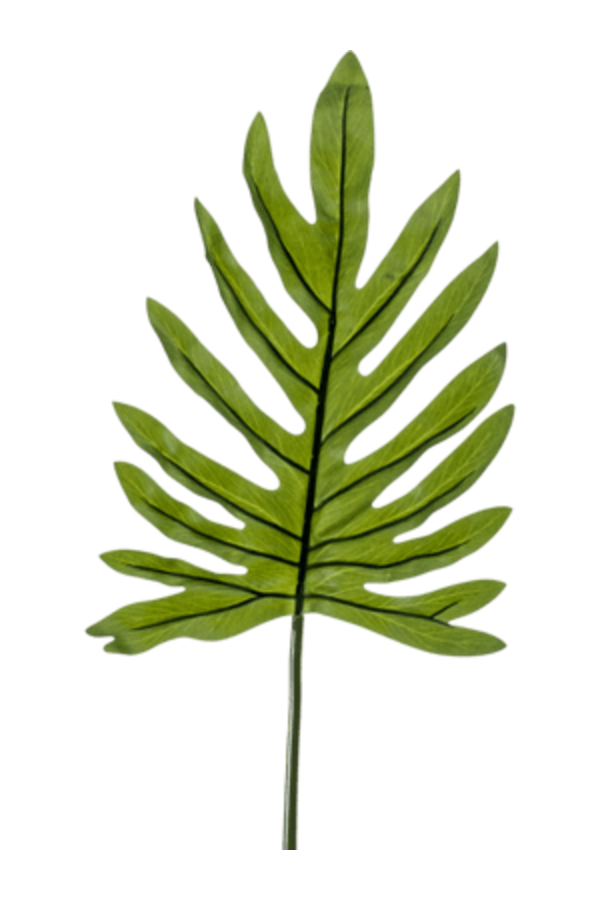 Philodendron blad - sale