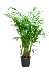 Chamaedorea Seifrizii