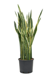 Hydroplant Sansevieria Trifasciata Laurentii - sale