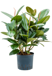 Hydroplant Ficus Elastica Robusta - sale