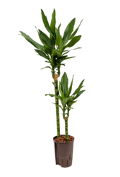Hydroplant Dracaena Fragrans Janet Lind - sale