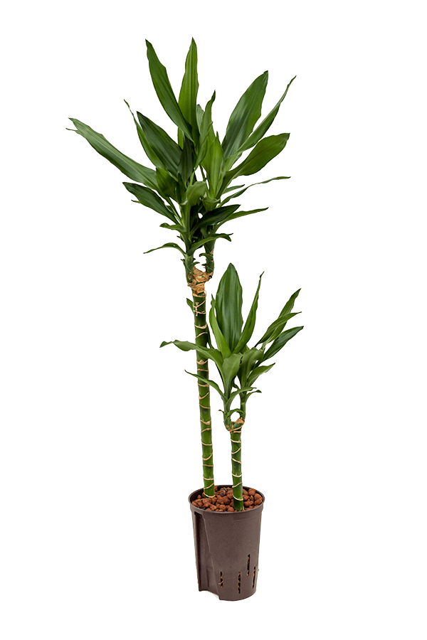 Hydroplant Dracaena Fragrans Janet Lind - sale