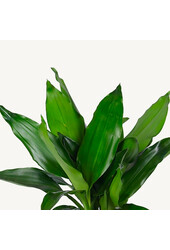 Hydroplant Dracaena Fragrans Janet Lind - sale