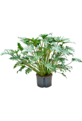 Hydroplant Philodendron Xanadu