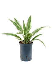 Hydroplant Dracaena Deremensis White Stripe - sale