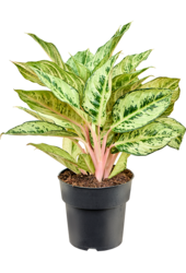Aglaonema Chartreuse Pretty