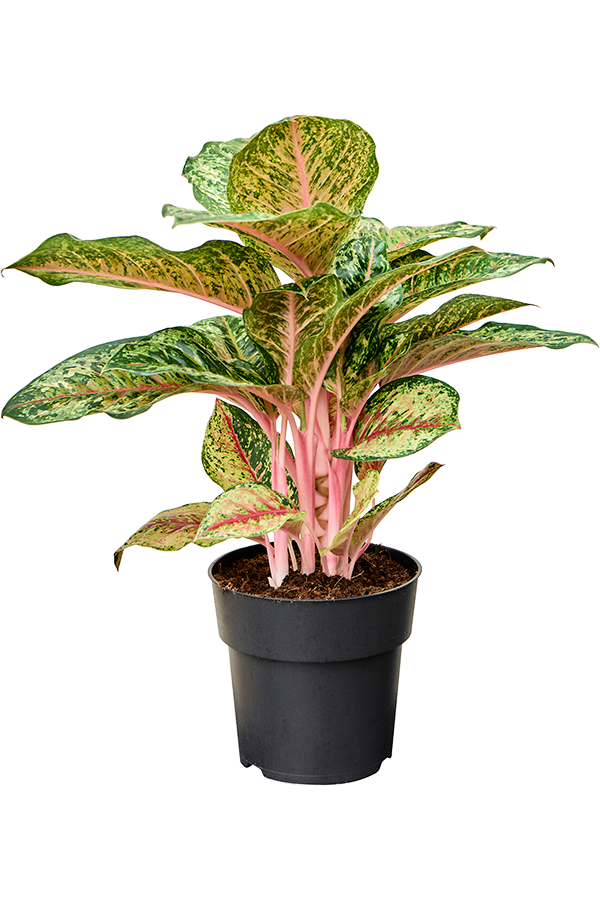 Aglaonema Carnival Queen