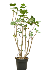 Coccoloba Uvifera (180-200)