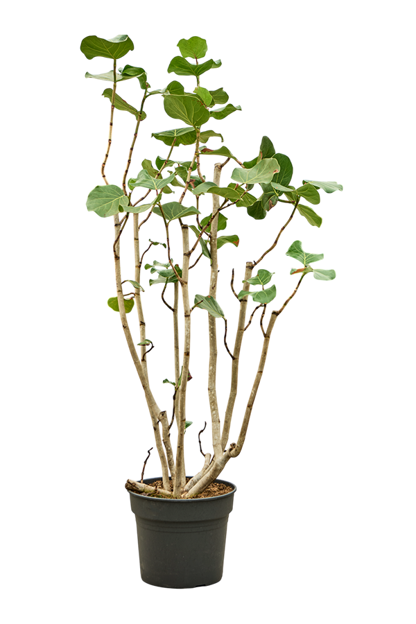 Coccoloba Uvifera (180-200)