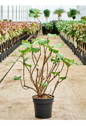 Coccoloba Uvifera (130-150)