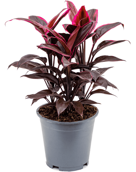 Cordyline