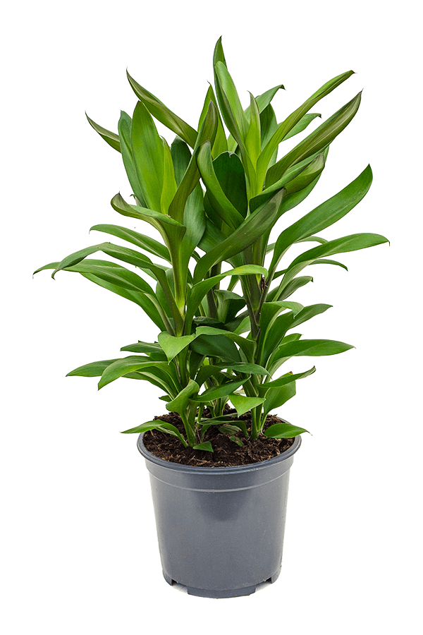 Cordyline Fruticosa Glauca