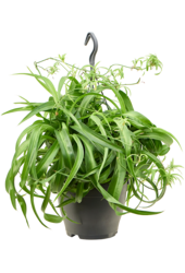 Chlorophytum Comosum Green Bonnie