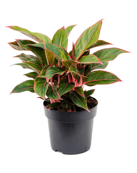 Aglaonema