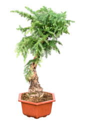 Araucaria Cunninghamii