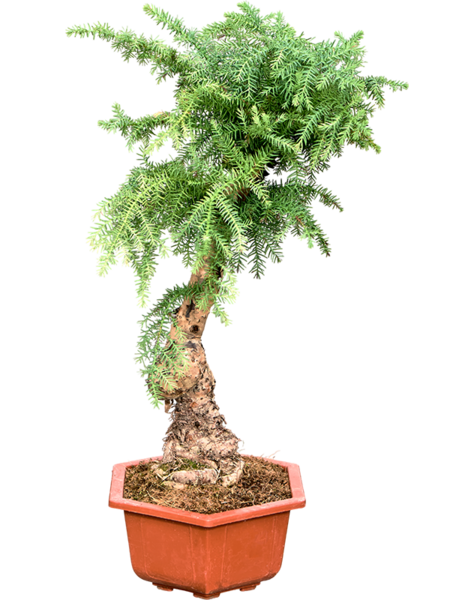 Araucaria