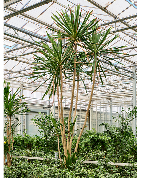 Dracaena