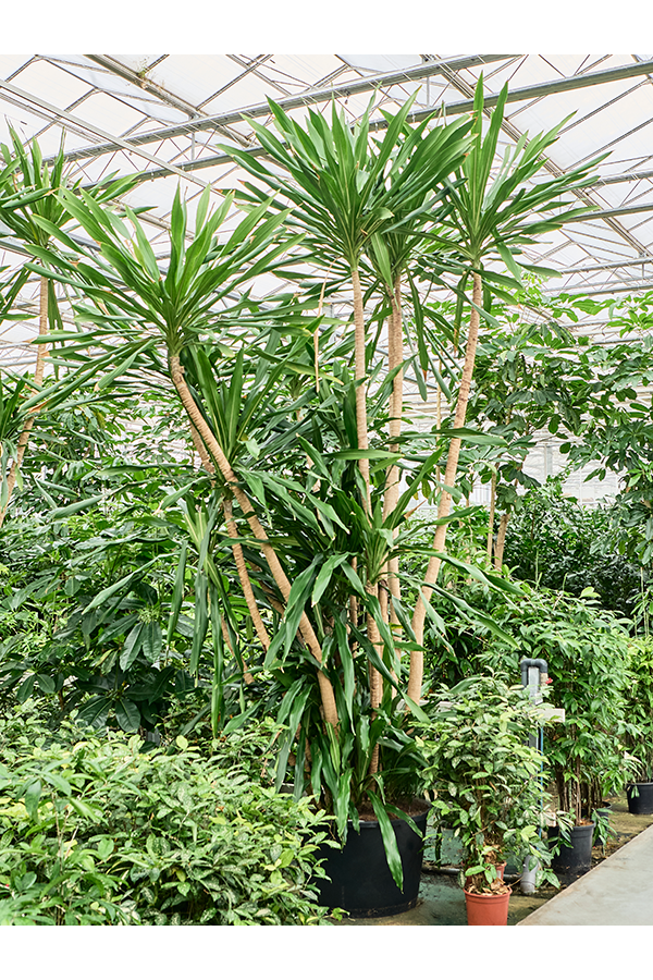 Dracaena Gymea (400-450)